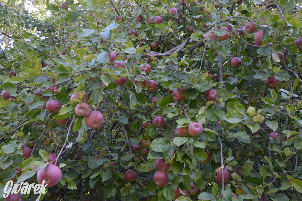 Owocobranie w Tarnowskich Górach