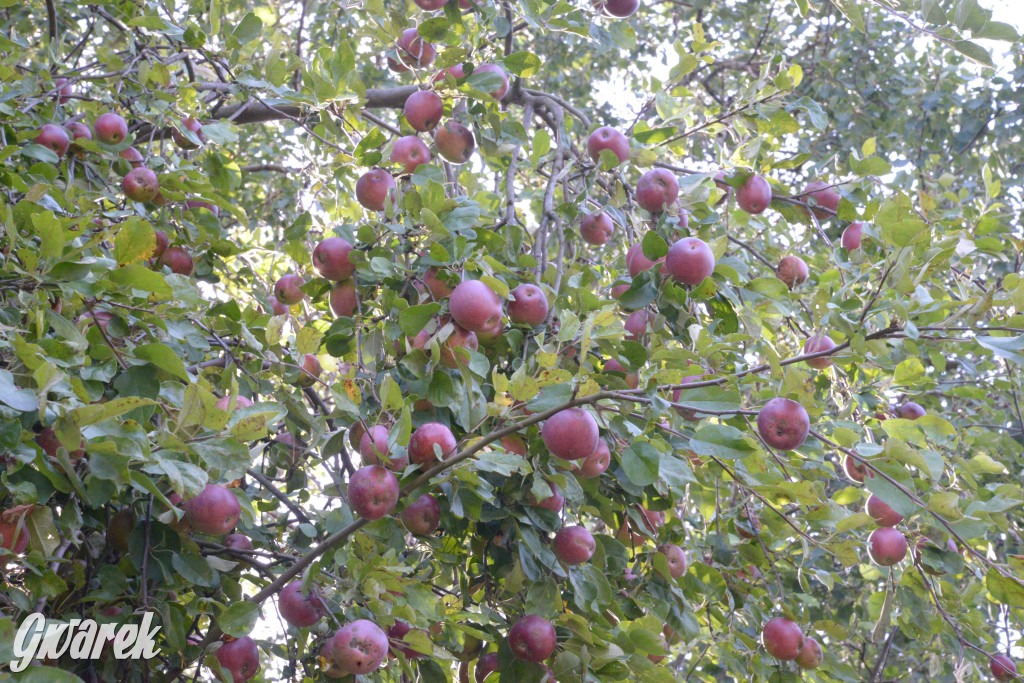Owocobranie w Tarnowskich Górach