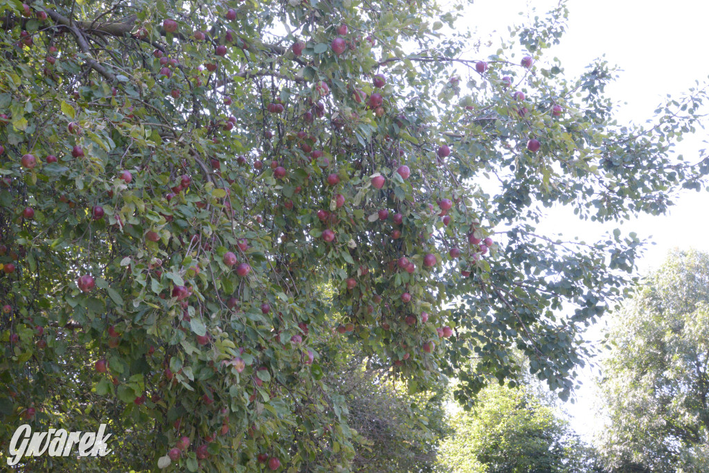 Owocobranie w Tarnowskich Górach