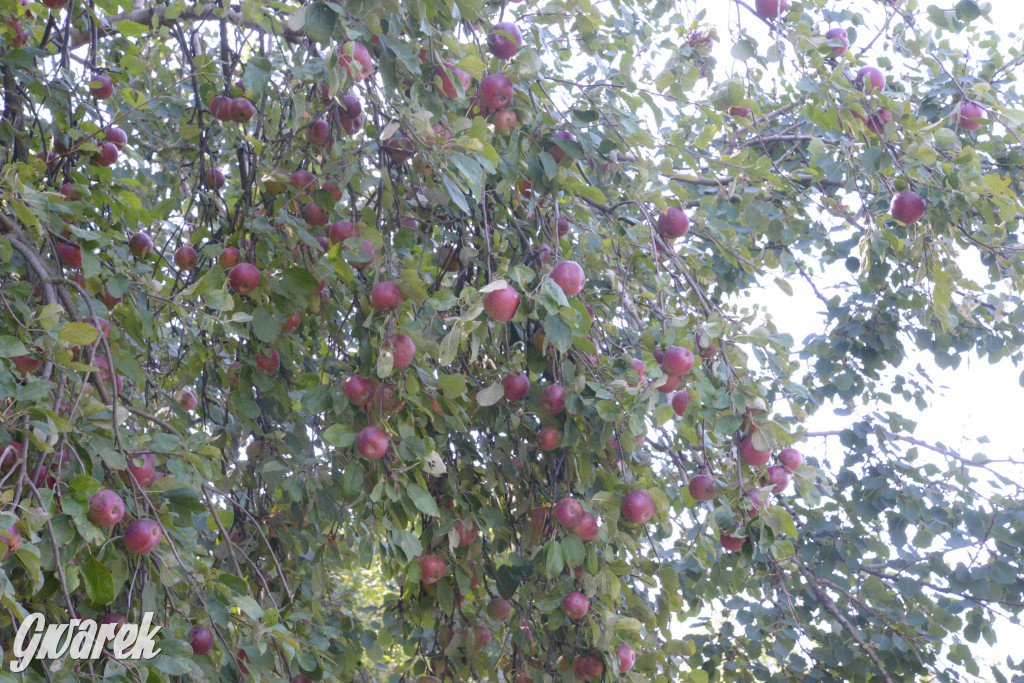 Owocobranie w Tarnowskich Górach