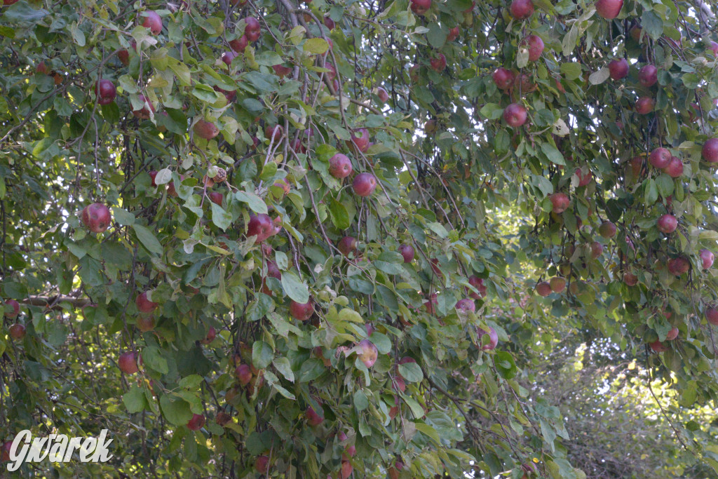 Owocobranie w Tarnowskich Górach