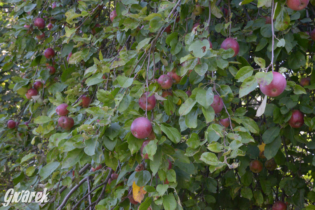 Owocobranie w Tarnowskich Górach