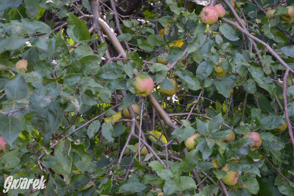 Owocobranie w Tarnowskich Górach