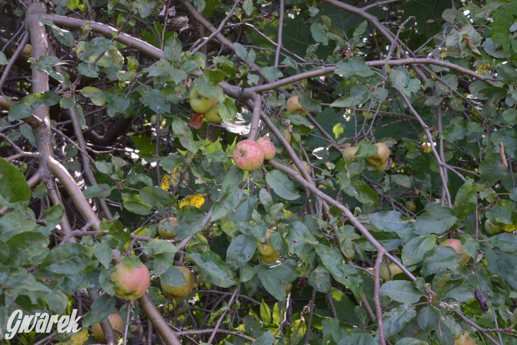 Owocobranie w Tarnowskich Górach