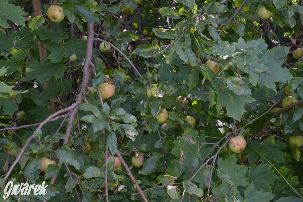 Owocobranie w Tarnowskich Górach