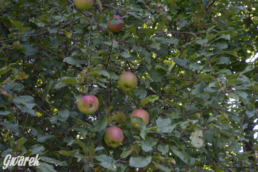 Owocobranie w Tarnowskich Górach