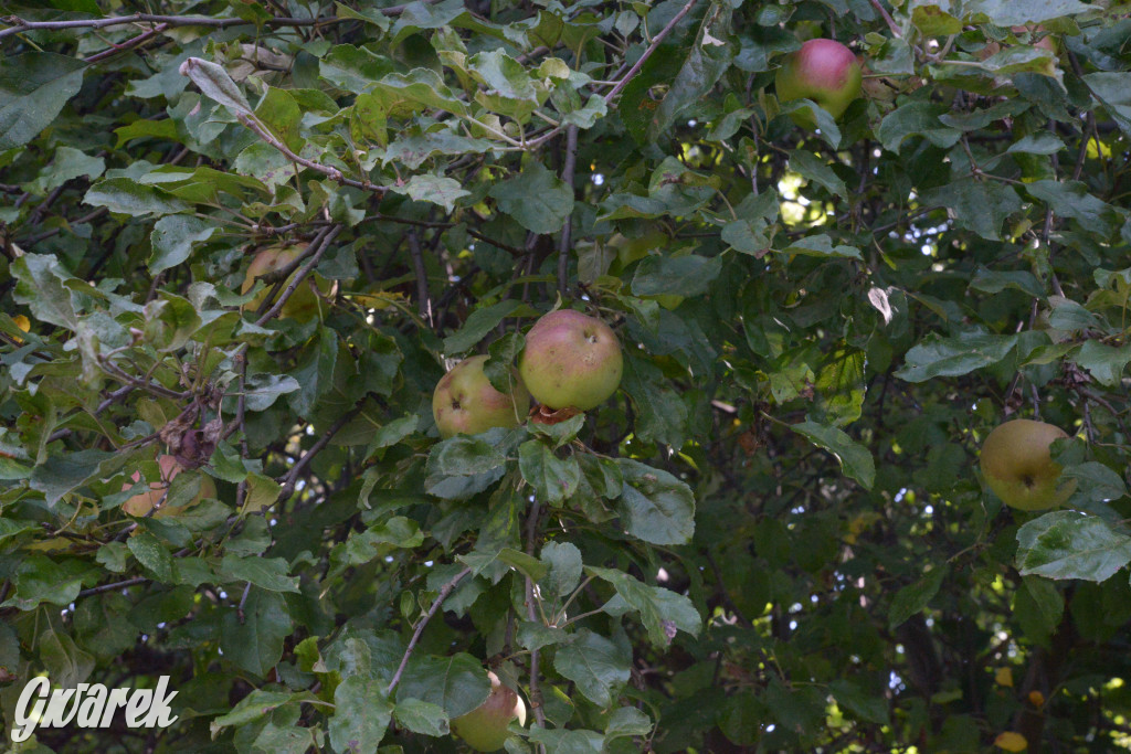 Owocobranie w Tarnowskich Górach