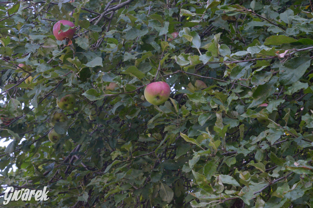 Owocobranie w Tarnowskich Górach