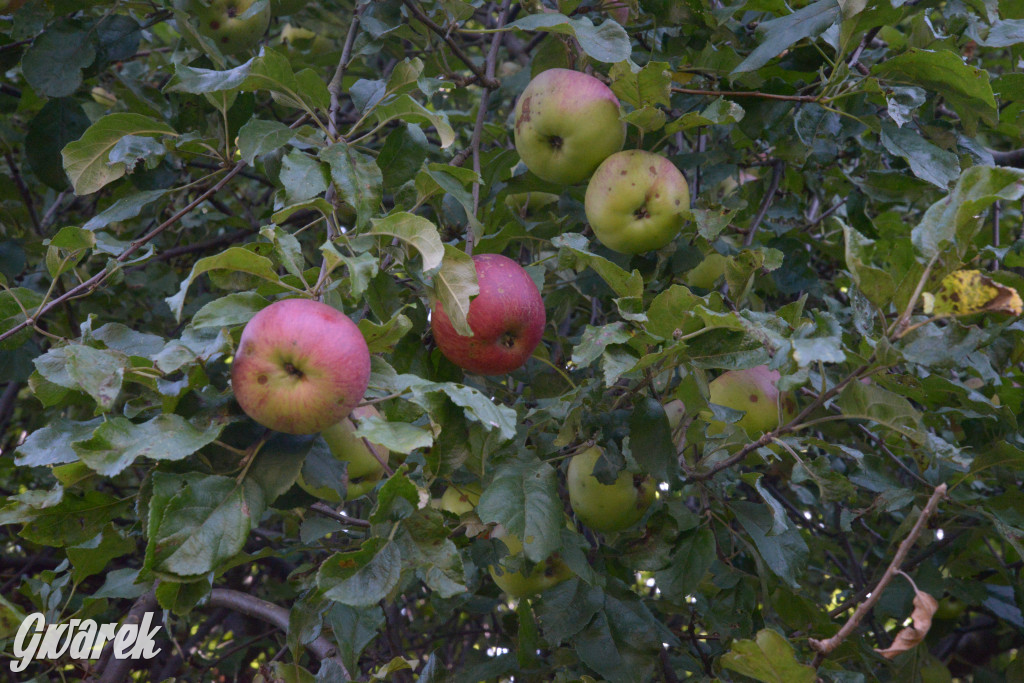 Owocobranie w Tarnowskich Górach