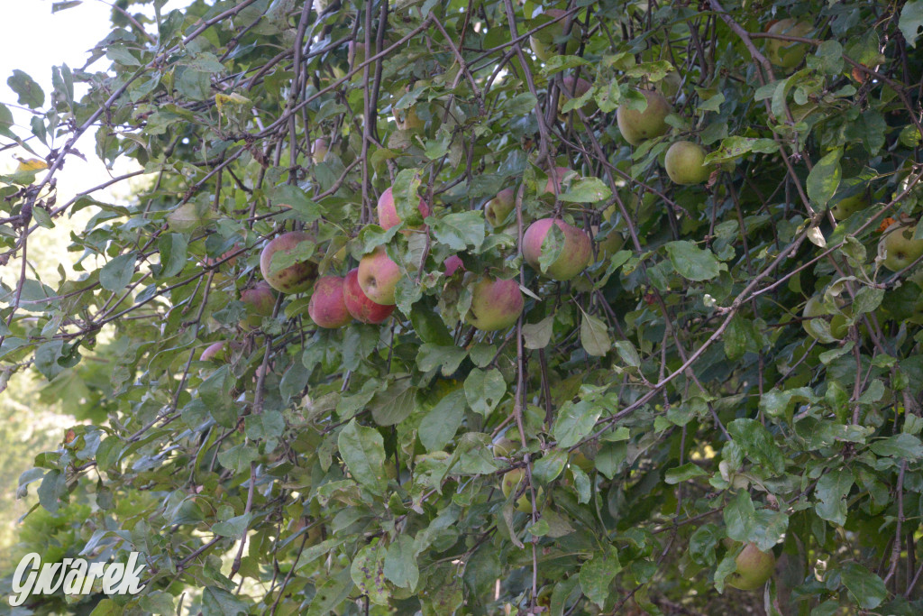 Owocobranie w Tarnowskich Górach