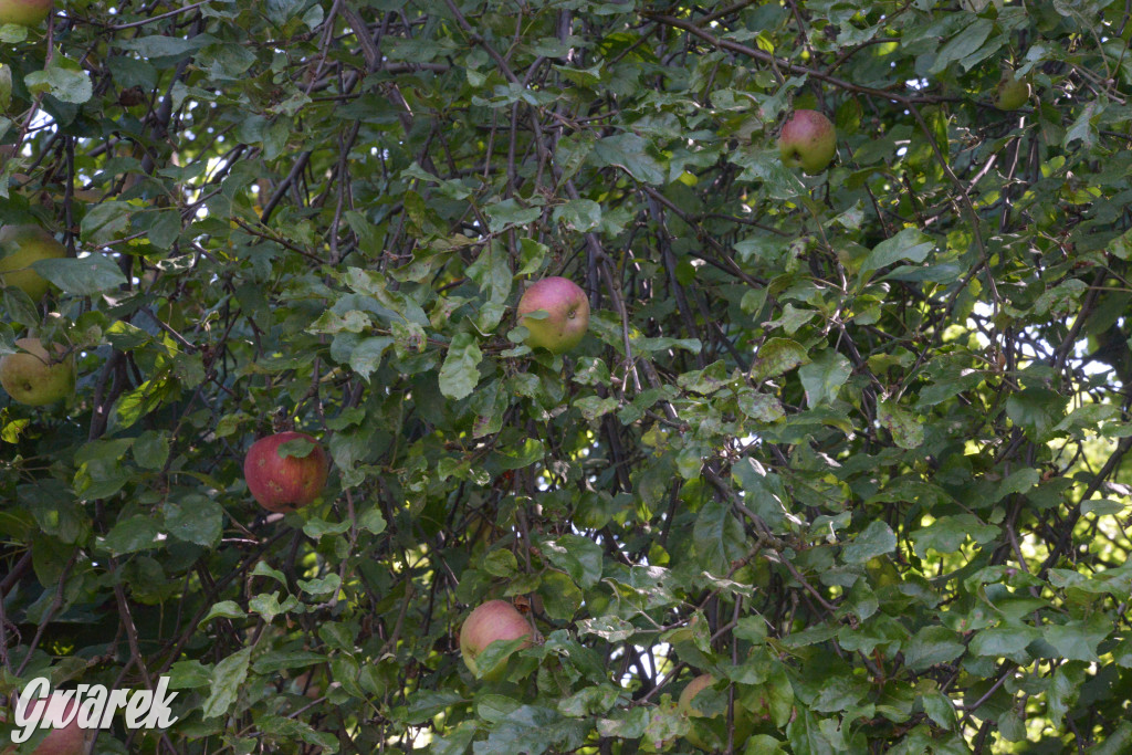Owocobranie w Tarnowskich Górach
