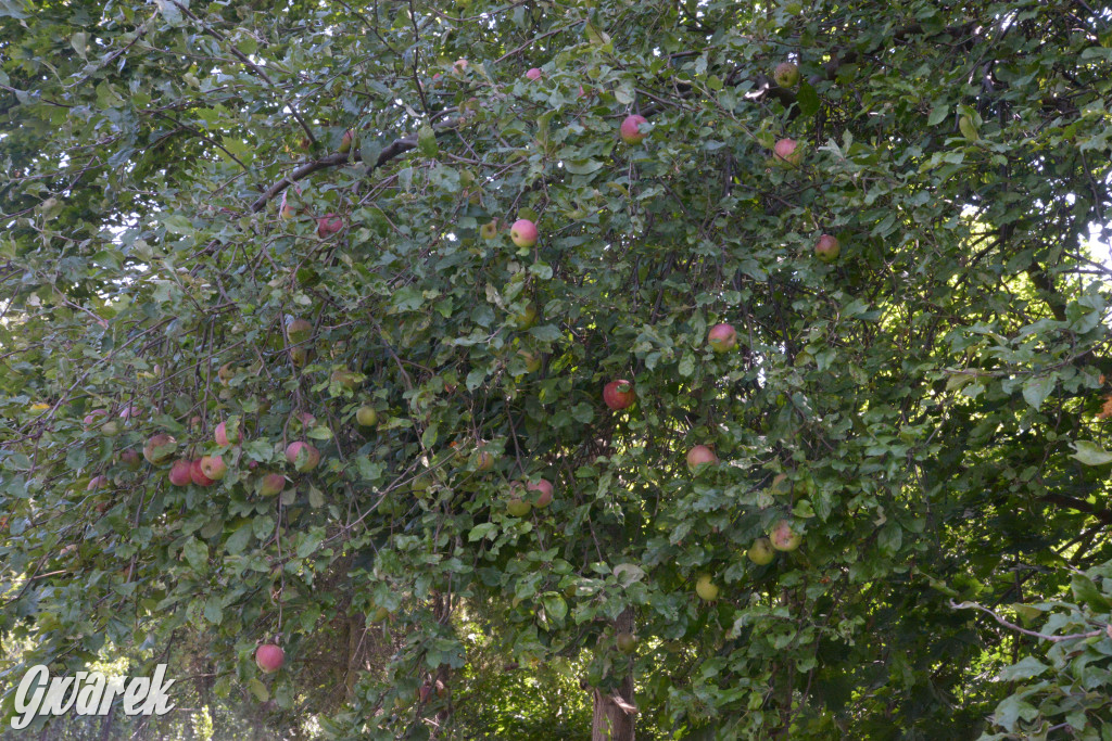 Owocobranie w Tarnowskich Górach