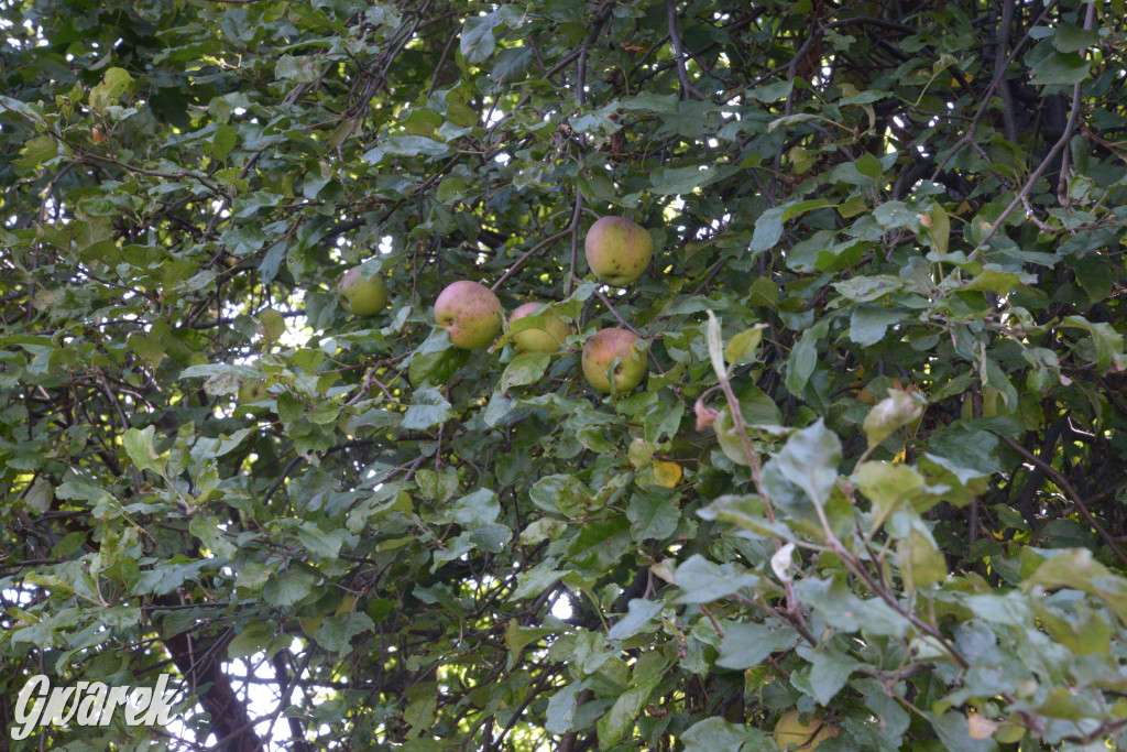 Owocobranie w Tarnowskich Górach