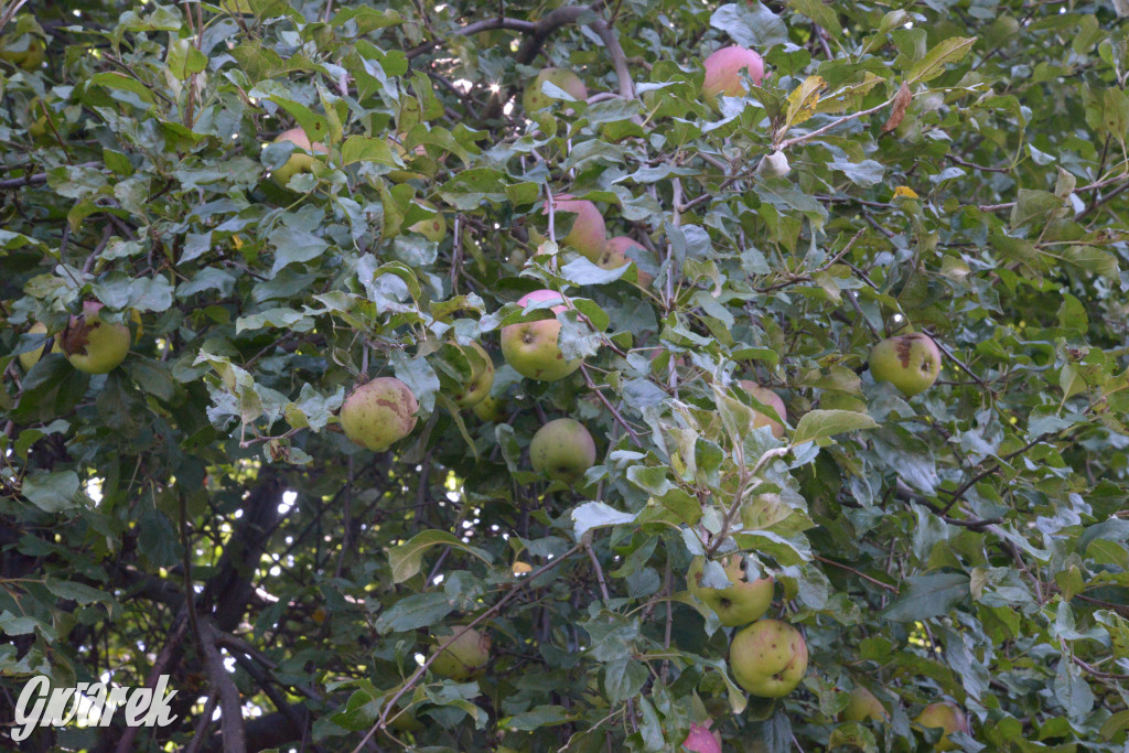 Owocobranie w Tarnowskich Górach