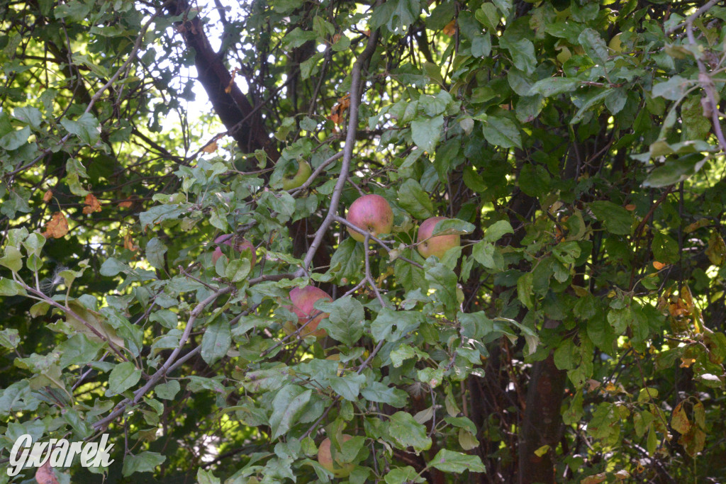 Owocobranie w Tarnowskich Górach