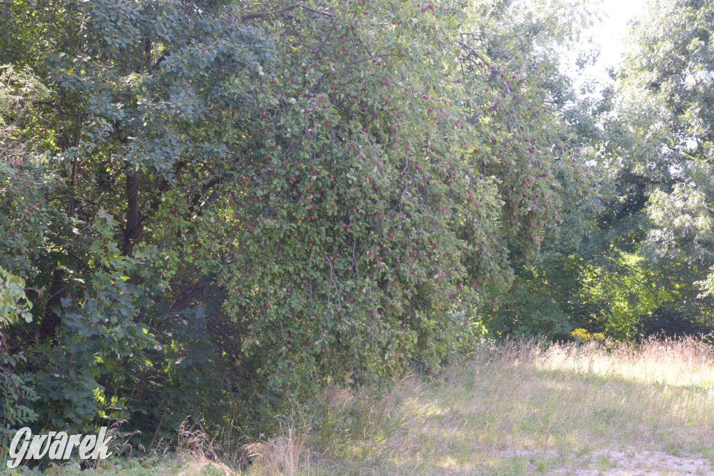 Owocobranie w Tarnowskich Górach