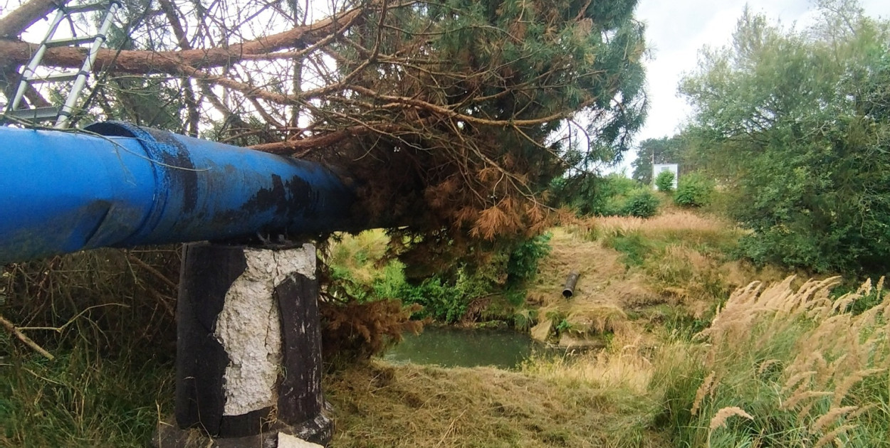 Powiat tarnogórski. Silny wiatr i konar na trzech autach