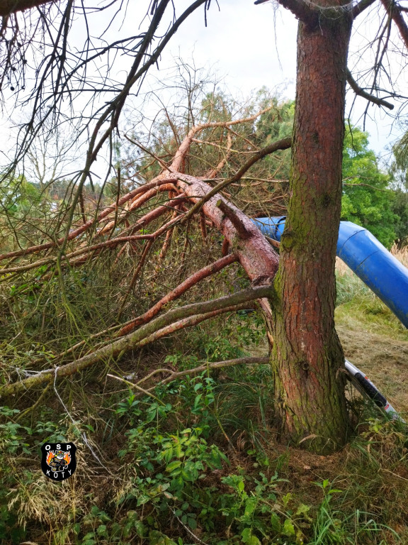 Powiat tarnogórski. Silny wiatr i konar na trzech autach