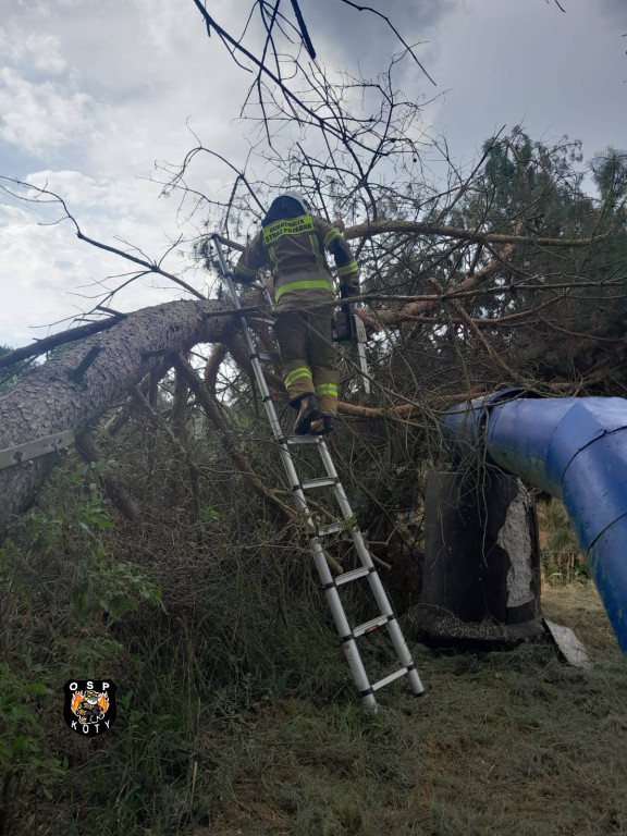 Powiat tarnogórski. Silny wiatr i konar na trzech autach
