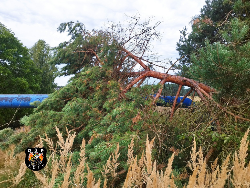 Powiat tarnogórski. Silny wiatr i konar na trzech autach