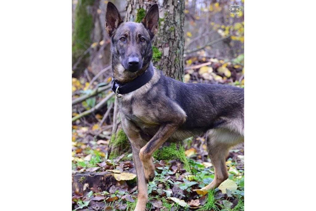 Tarnowskie Góry. Neta przeszła na emeryturę