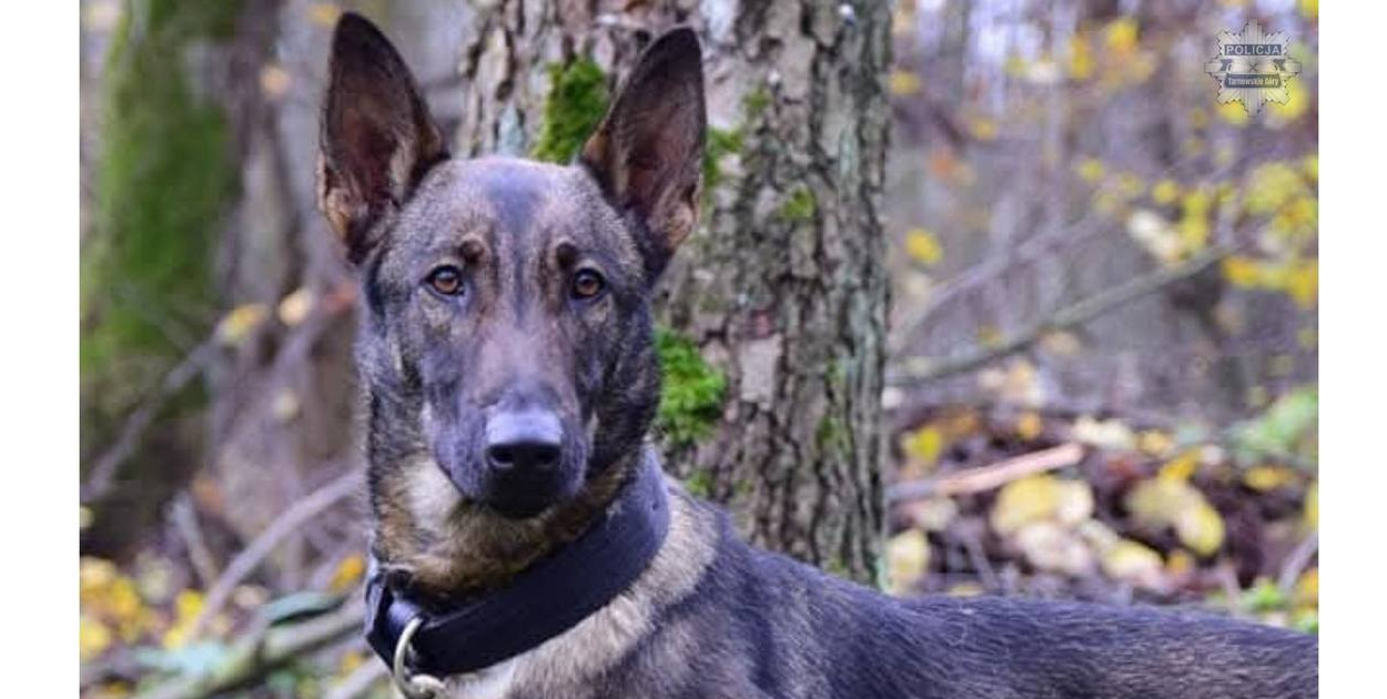 Tarnowskie Góry. Neta przeszła na emeryturę