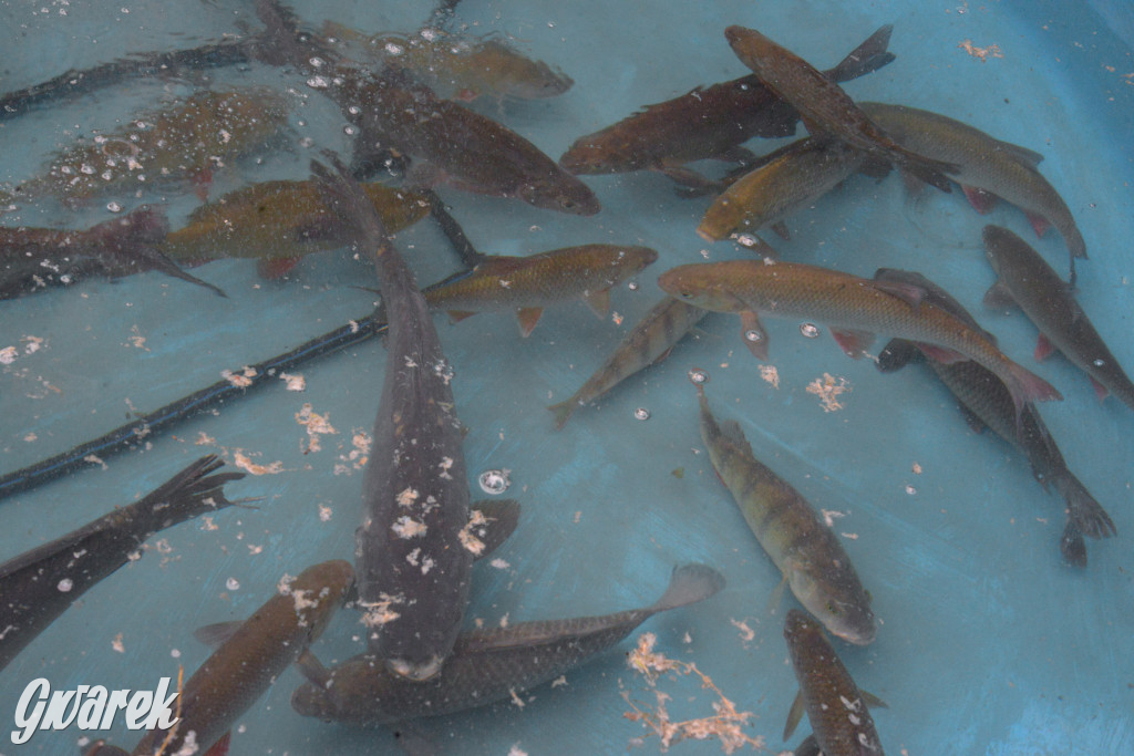 W Kaletach świętowano Święto Ryby