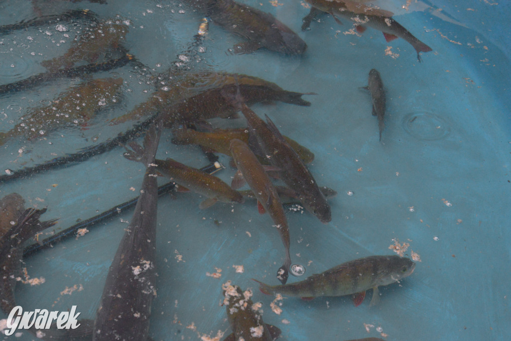 W Kaletach świętowano Święto Ryby