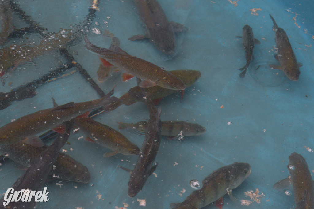 W Kaletach świętowano Święto Ryby