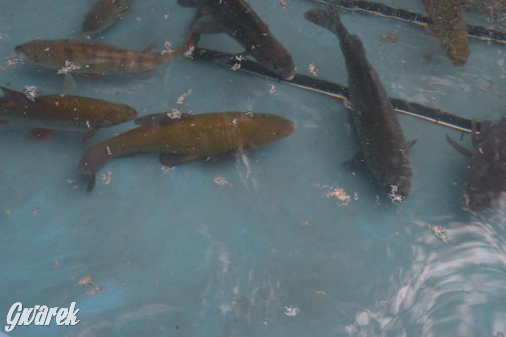 W Kaletach świętowano Święto Ryby