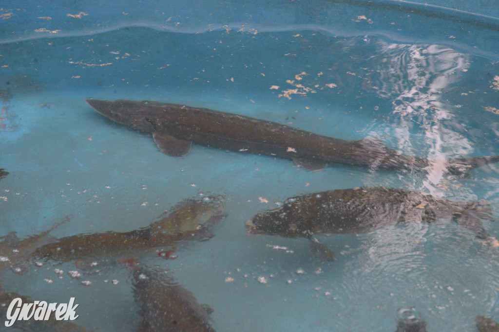 W Kaletach świętowano Święto Ryby