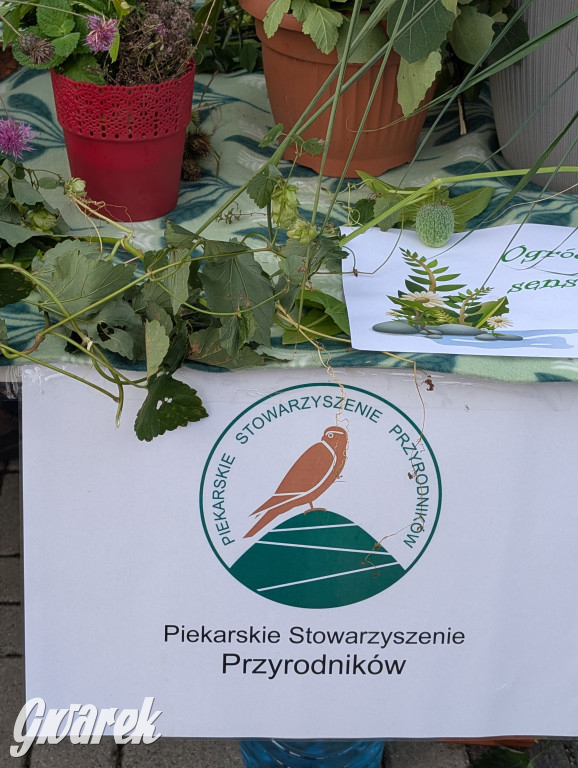 Piekary Śląskie. Piknik pod Kopcem Wyzwolenia
