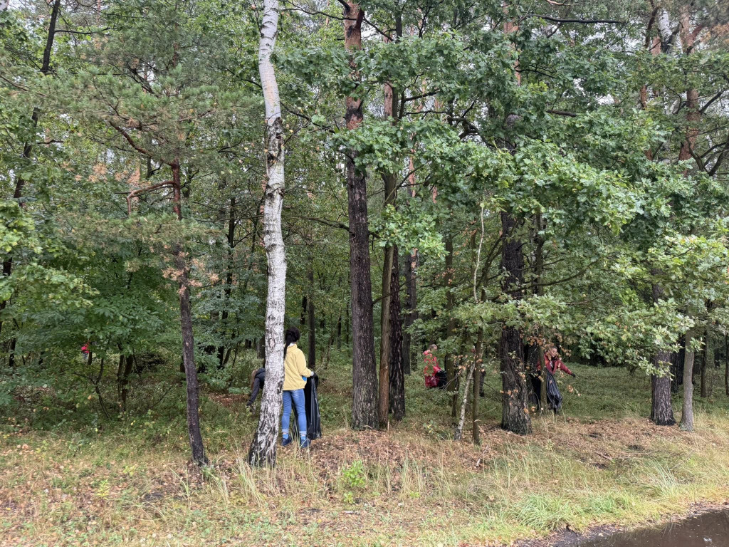 Pniowiec. Zebrali w lesie cztery kontenery śmieci