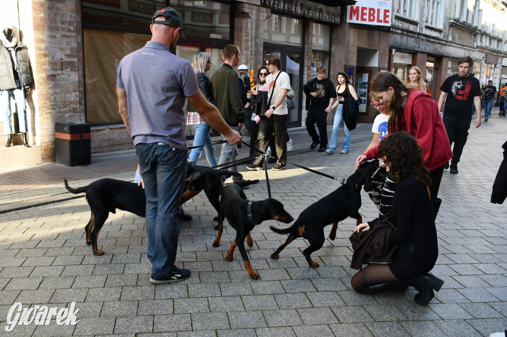Gwarki na Krakowskiej, Tylnej i...