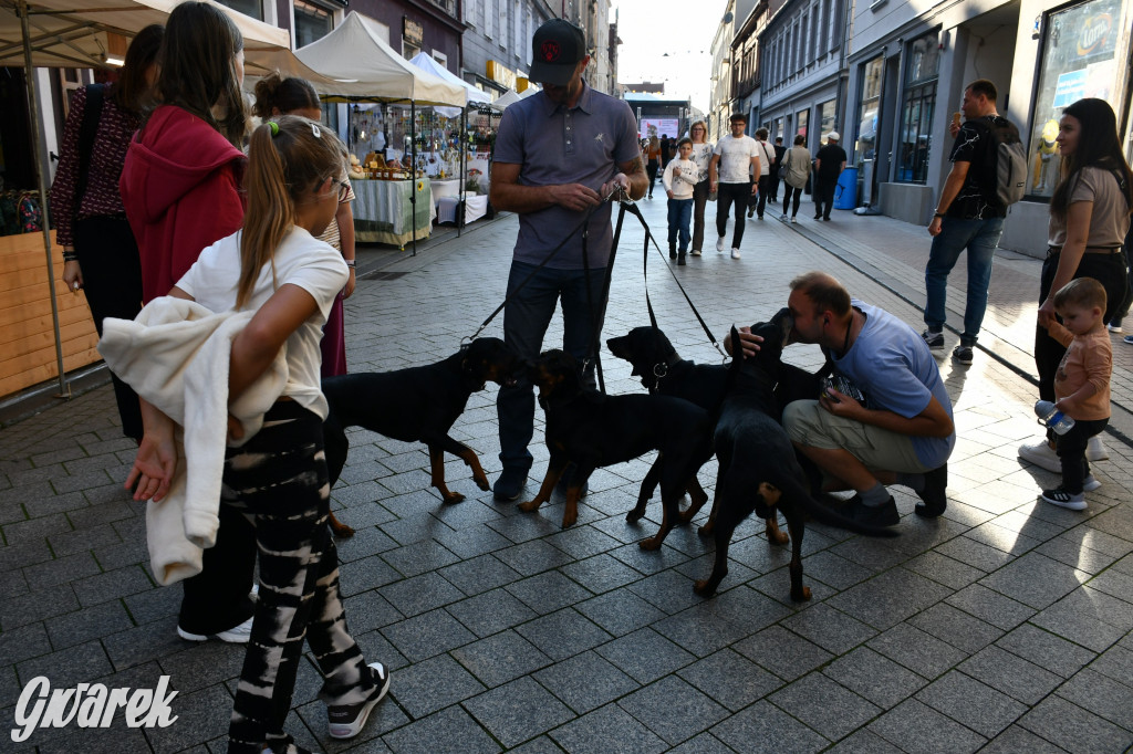 Gwarki na Krakowskiej, Tylnej i...