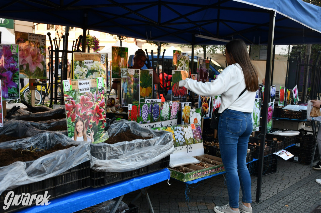Gwarki na Krakowskiej, Tylnej i...