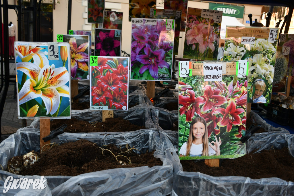 Gwarki na Krakowskiej, Tylnej i...