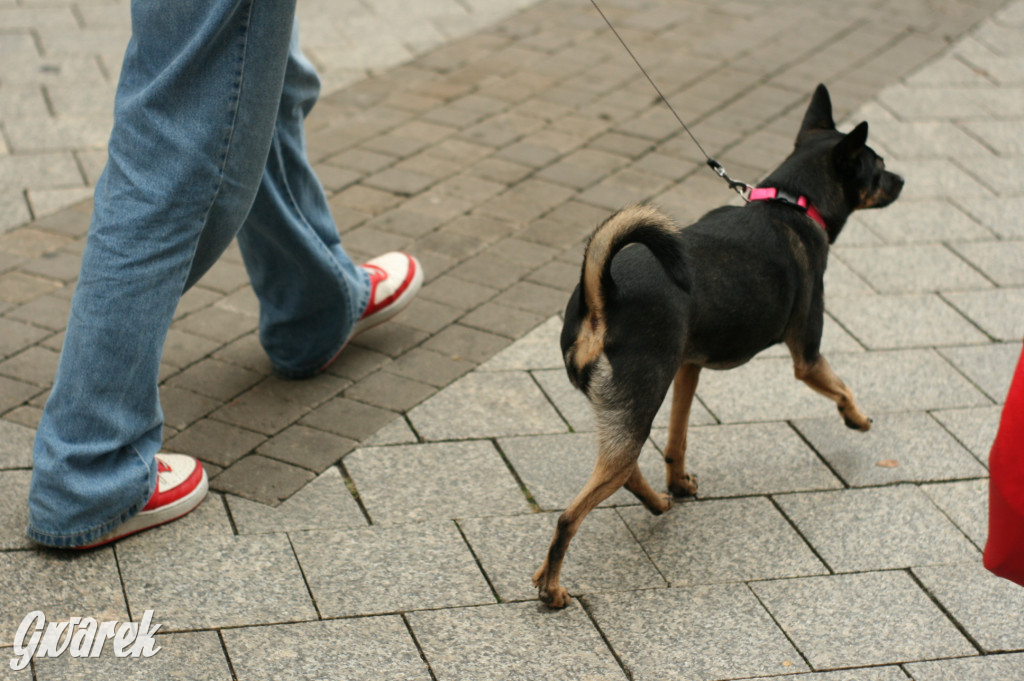 Przed nami ostatni dzień Gwarków. Tak było wczoraj