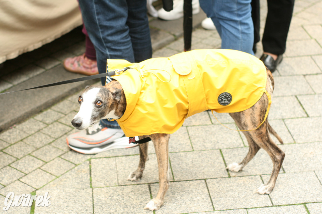 Przed nami ostatni dzień Gwarków. Tak było wczoraj