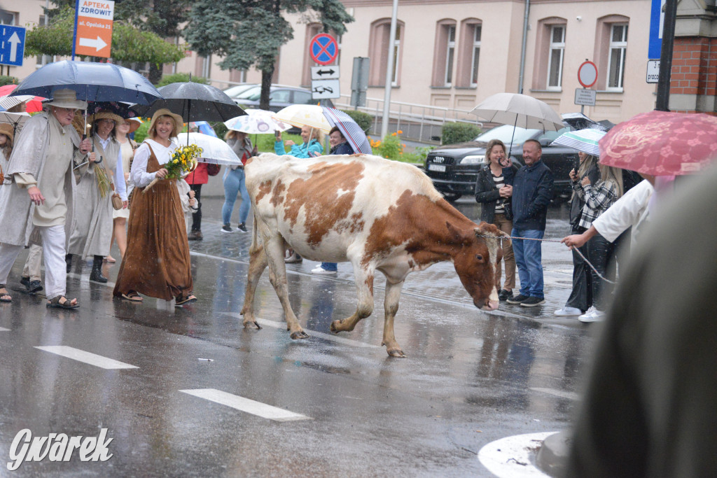 Gwarki 2025. Pochód w deszczu (cz. historyczna)