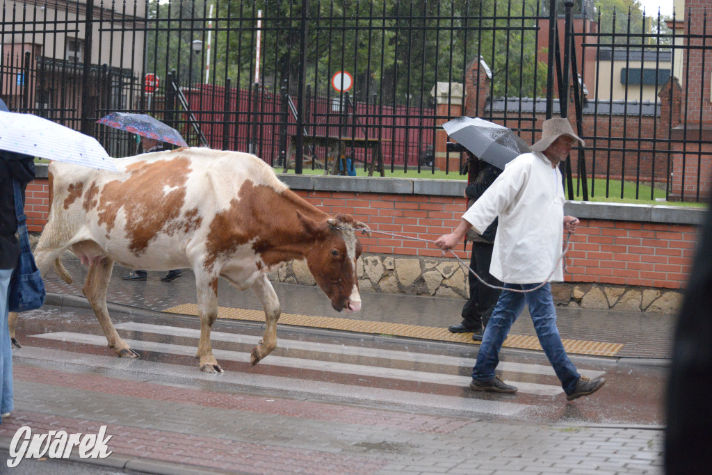 Gwarki 2025. Pochód w deszczu (cz. historyczna)