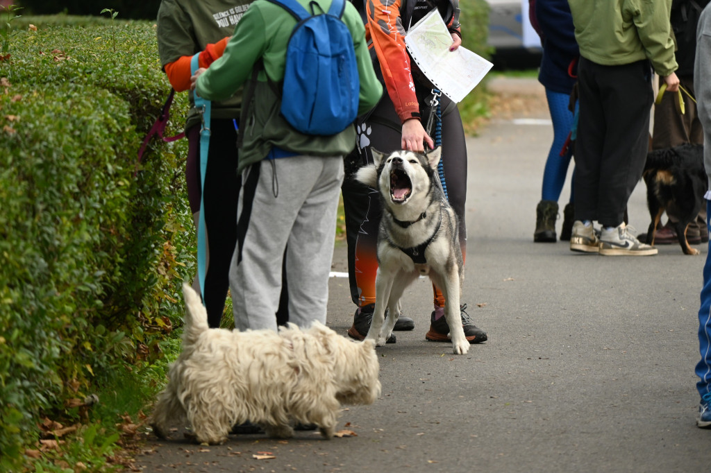 Tarnowskie Góry. Biegli z psami i pomagali psom