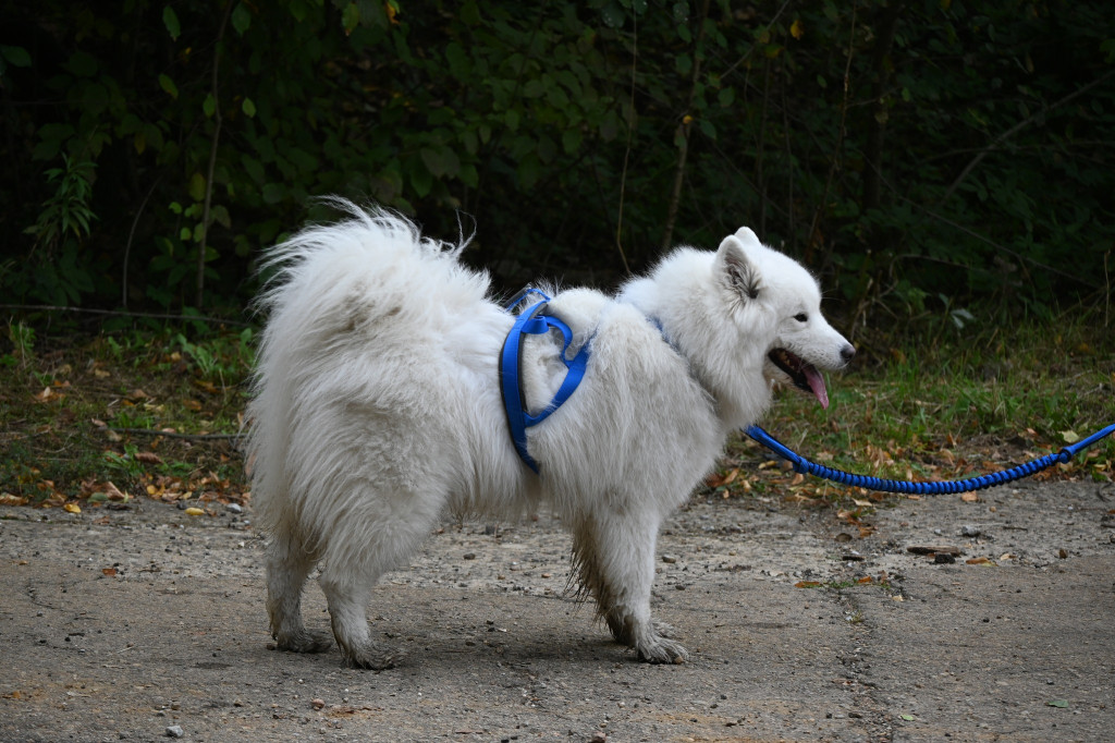 Tarnowskie Góry. Biegli z psami i pomagali psom