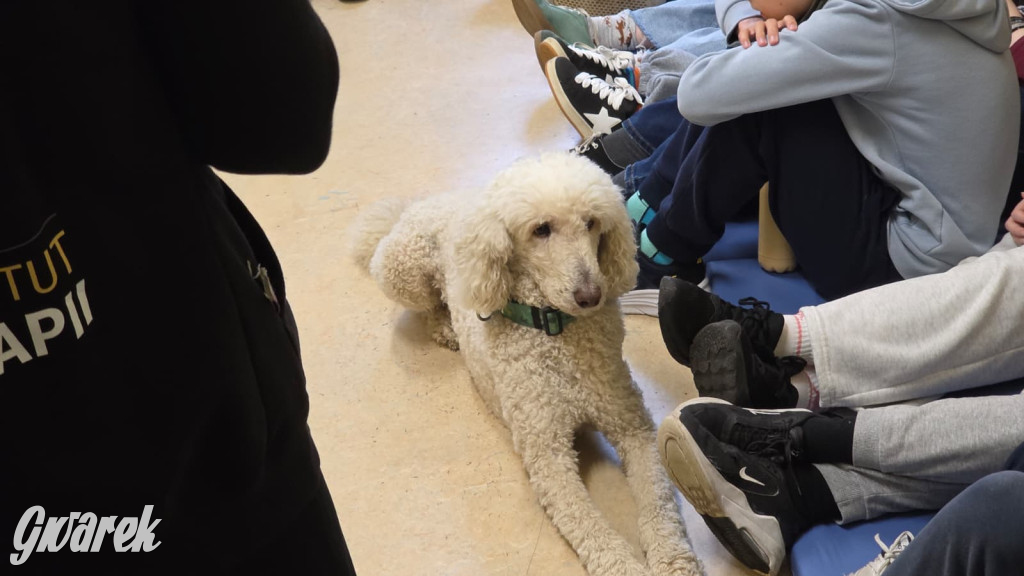 Pudel królewski i błędy młodości. Działo się w CZP