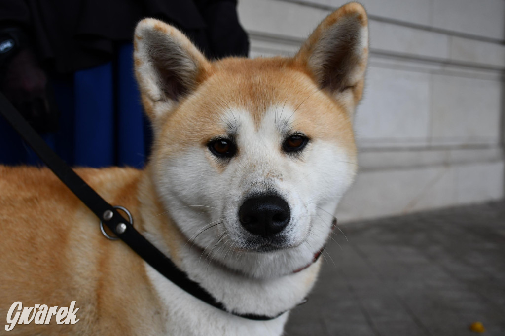 27. Hubertus Kawaleryjski w Świerklańcu