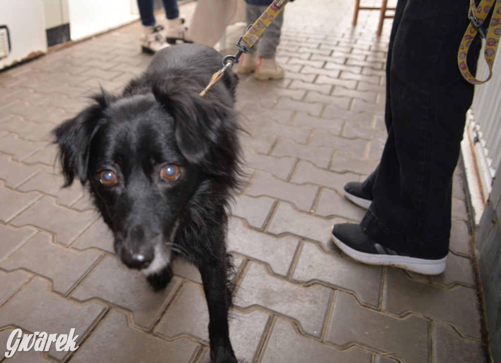 Tarnowskie Góry. Zwycięzcy do adopcji!