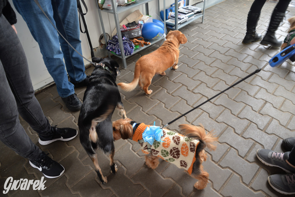 Tarnowskie Góry. Zwycięzcy do adopcji!