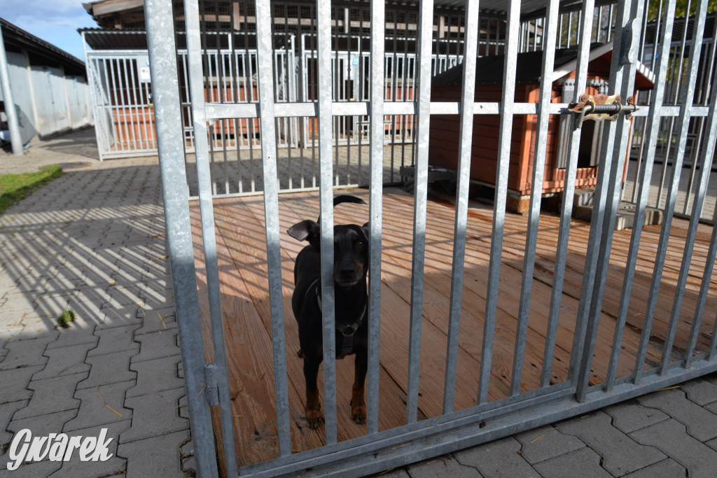 Tarnowskie Góry. Zwycięzcy do adopcji!