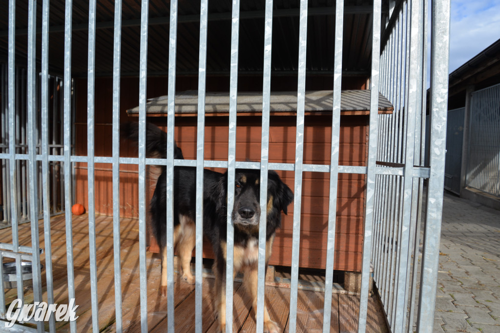 Tarnowskie Góry. Zwycięzcy do adopcji!