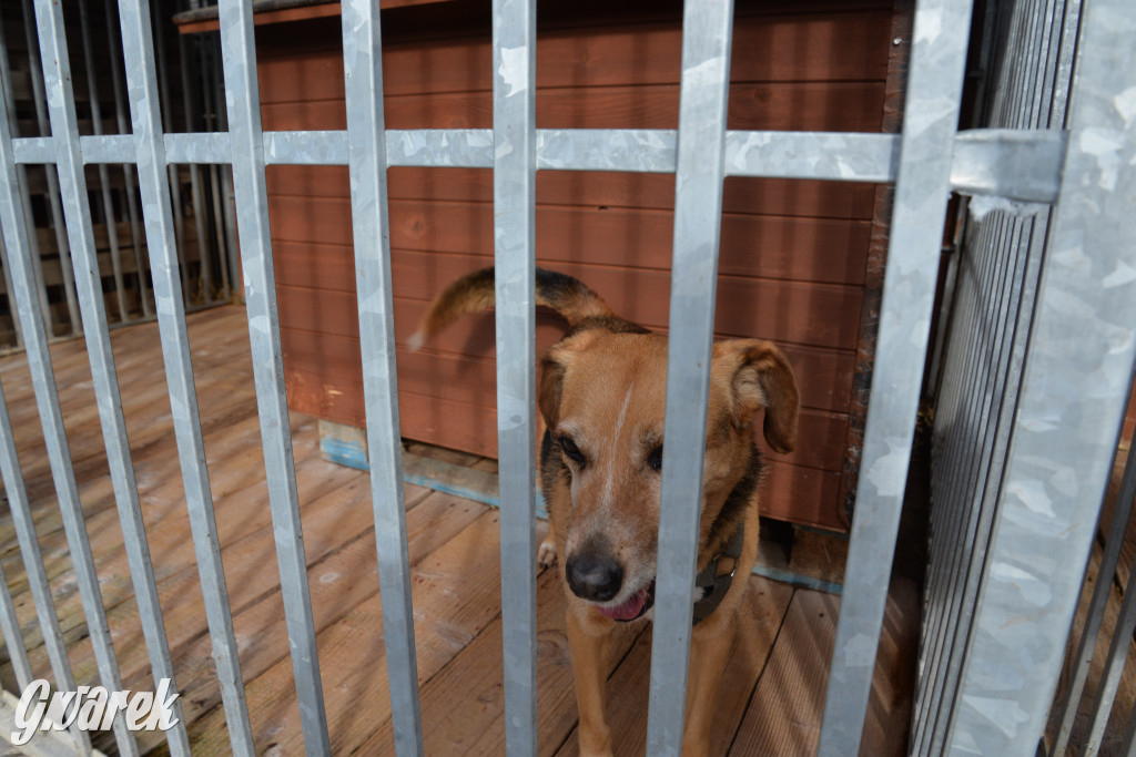 Tarnowskie Góry. Zwycięzcy do adopcji!